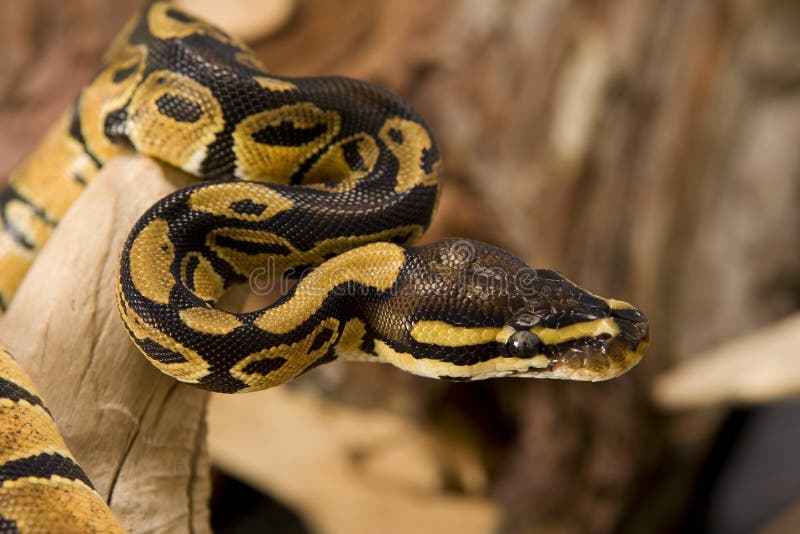 ball python boa constrictor ball python boa constrictor