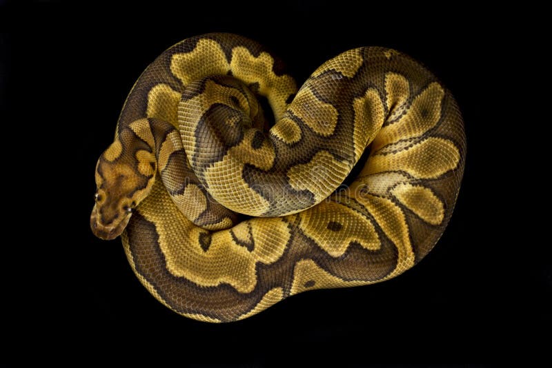 Πύθωνας Ball python python regius στοκ εικόνες με δικαίωμα ελεύθερης χρήσης