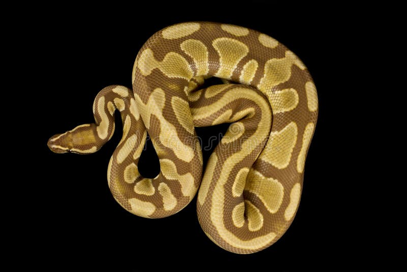 Πύθωνας Ball python python regius στοκ εικόνα
