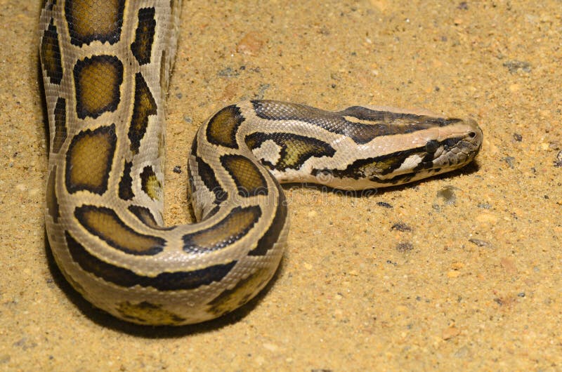 Ball python python regius stockfoto