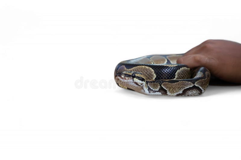 The ball python python regius also called the royal python the ball python python regius also called the royal python is a python royalty free stockfotos