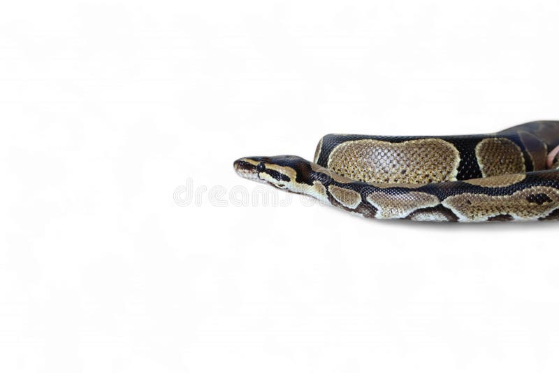 The Ball Python (Python regius) also called the Royal Python royalty free stock photography
