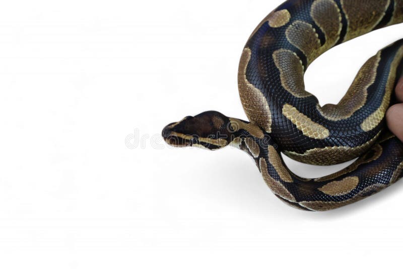 The Ball Python (Python regius) also called the Royal Python royalty free stock photo