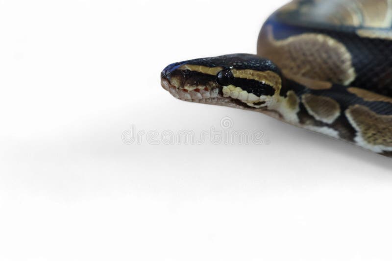 The ball python python regius also called the royal python the ball python python regius also called the royal python is a python stockfotografi