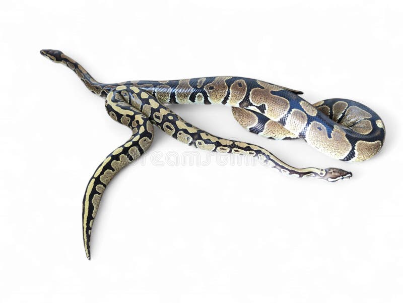 The Ball Python (Python regius) also called the Royal Python stock image