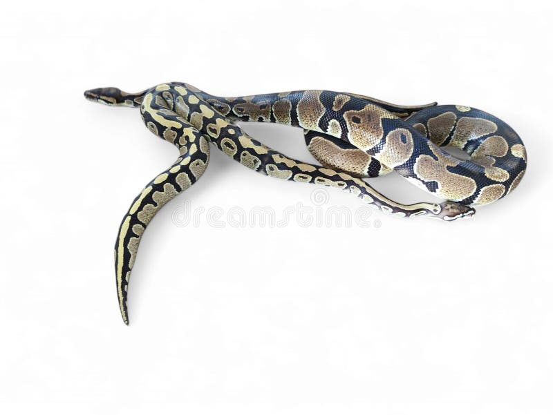 The ball python python regius also called the royal python the ball python python regius also called the royal python is a python royalty free stockfotografi