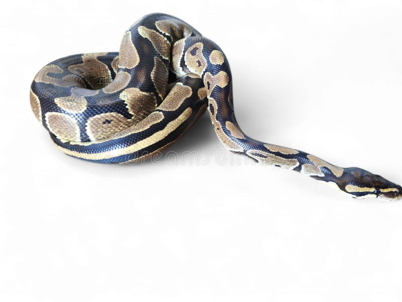 The Ball Python (Python regius) also called the Royal Python royalty free stock images