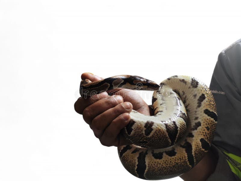 The ball python python regius also called the royal python the ball python python regius also called the royal python is a python