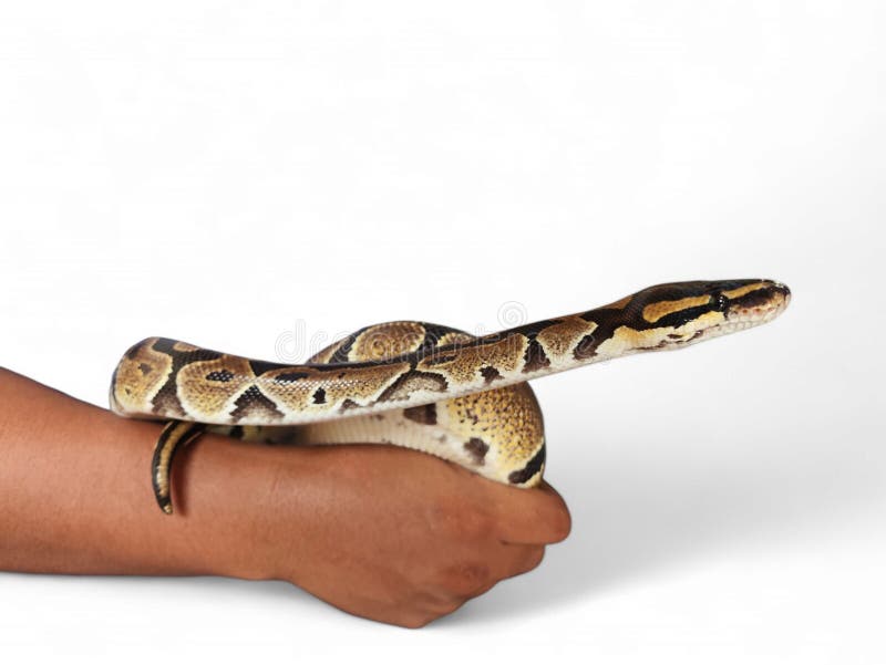 The ball python python regius also called the royal python the ball python python regius also called the royal python is a python