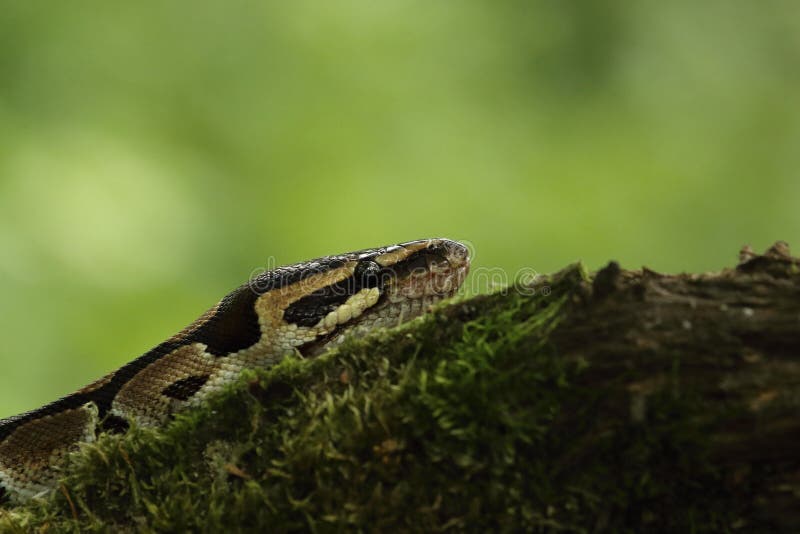 The ball python Python regius, also called the royal python, on the old branche in green forest. Green background. Python chess stock images, royalty-free photos and pictures
