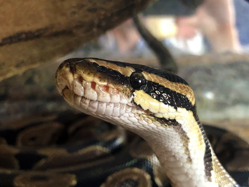 The ball python Python regius, The royal python, Der Koenigspython stock images