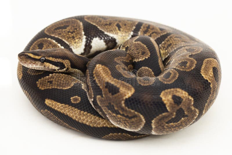 779 Ball Python Snake Head Stock Photos - Free & Royalty-Free Stock ...