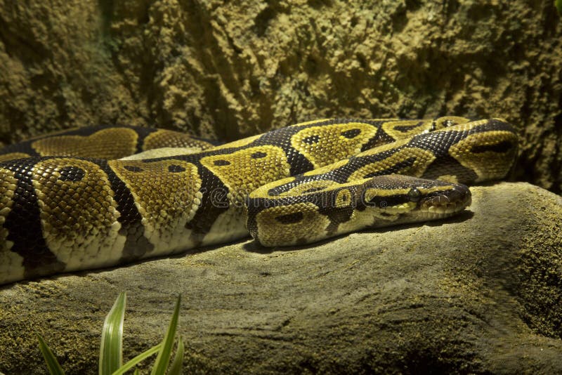 The ball python royal python python regius the ball python royal python python regius in zoo