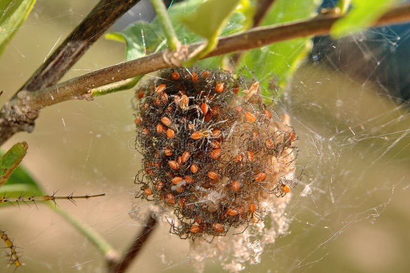 Ball of spiders royalty free stock images Ball of spiders royalty free stock images