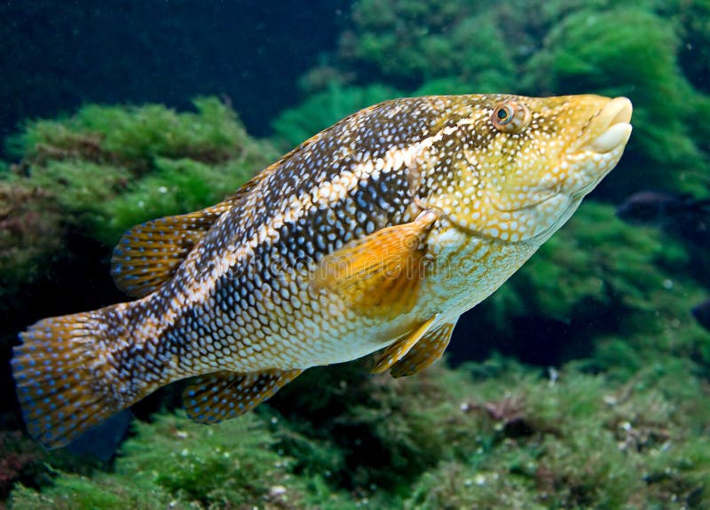 Ballan wrasse 2