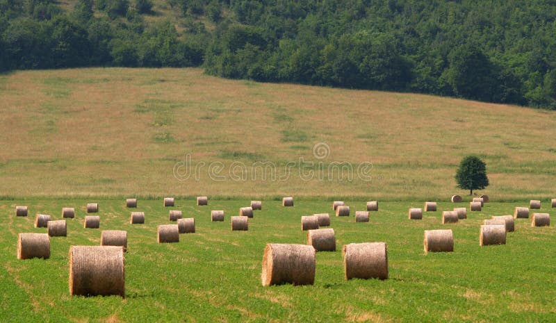 Balle di paglia su un campo immagini stock Balle di paglia su un campo immagini stock
