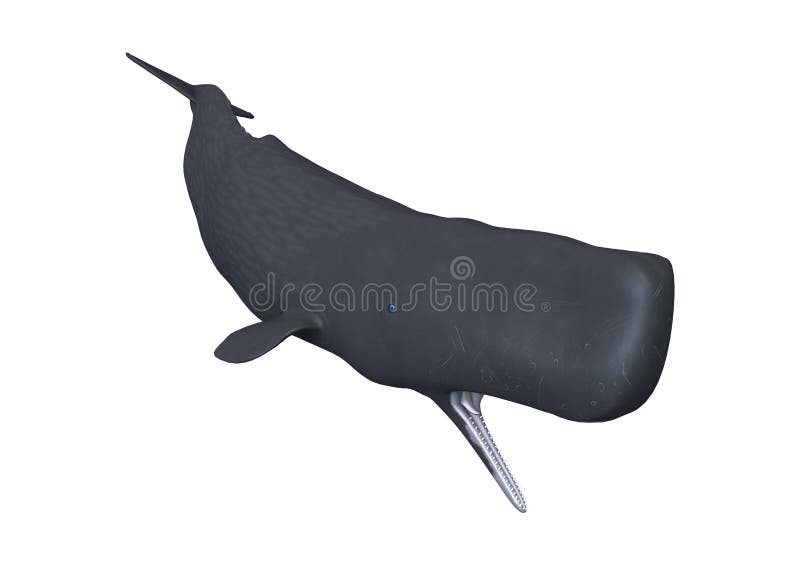 ballena de esperma de la representación 3D o Cachalot en blanco libre illustration ballena de esperma de la representación 3D o Cachalot en blanco libre illustration