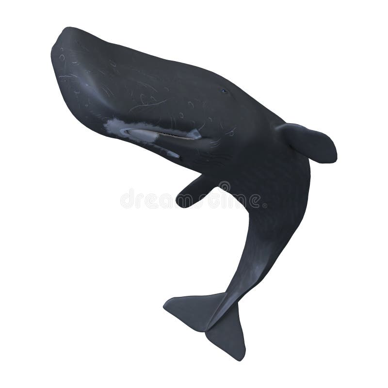 ballena de esperma de la representación 3D o Cachalot en blanco stock de ilustración ballena de esperma de la representación 3D o Cachalot en blanco stock de ilustración