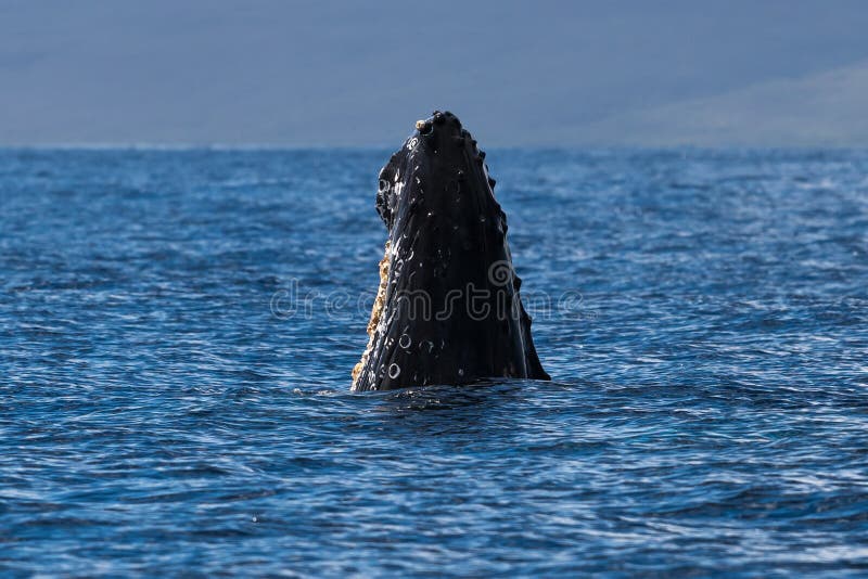 Ballena jorobada del bebé spyhopping cerca de Lahaina en Hawaii fotografía de archivo libre de regalías Ballena jorobada del bebé spyhopping cerca de Lahaina en Hawaii fotografía de archivo libre de regalías