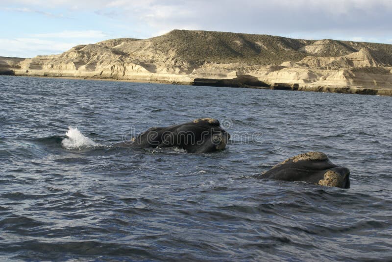Two Right Whale in Patagonia, Argentina, South America.The southern right whale (Eubalaena australis), which a century ago was brought to the brink of extinction, is protected in the territorial waters of Argentina. Two Right Whale in Patagonia, Argentina, South America.The southern right whale (Eubalaena australis), which a century ago was brought to the brink of extinction, is protected in the territorial waters of Argentina