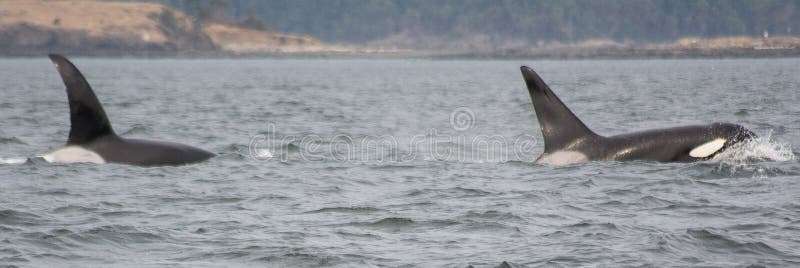Ballenas de la K-vaina de la orca fotos de archivo Ballenas de la K-vaina de la orca fotos de archivo
