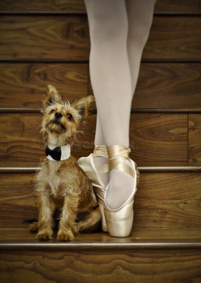 Ballerina e cane immagine stock libera da diritti Ballerina e cane immagine stock libera da diritti