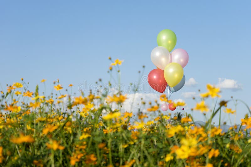 ballon multikleur in de gele blauwe hemel van het bloemgebied stock afbeelding ballon multikleur in de gele blauwe hemel van het bloemgebied stock afbeelding