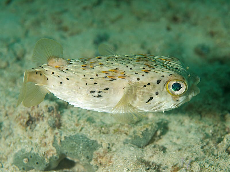 Balloonfish stock photo. Image of sealife, tropical, bicolor 17500996