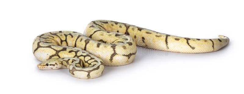 Ballpython Killerbee на белом фоне стоковое фото rf