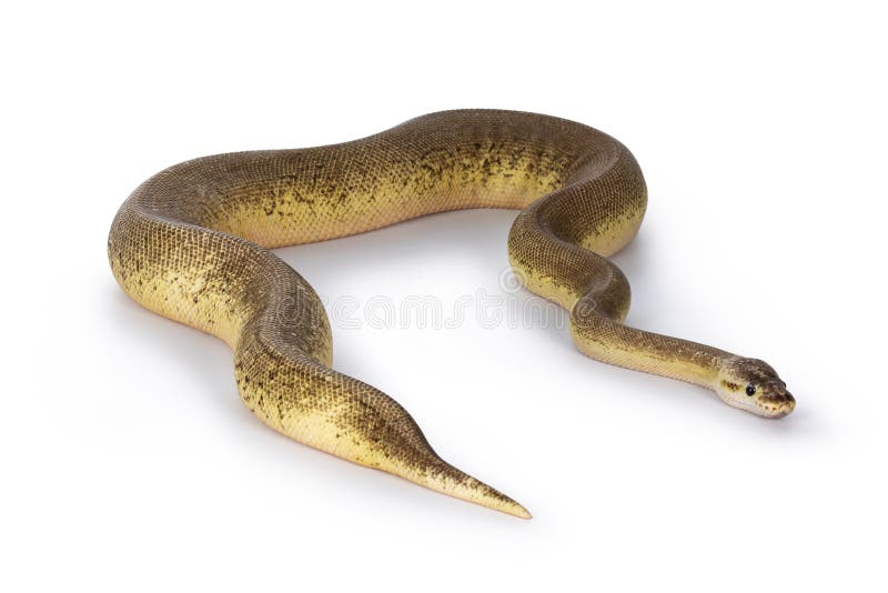 Питон королевский Pinstripe Cinnamon Pastel Fire на белом фоне стоковые фото