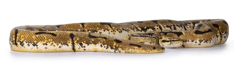Bumblebee / Pastel Spider Ballpython на белом фоне стоковое фото