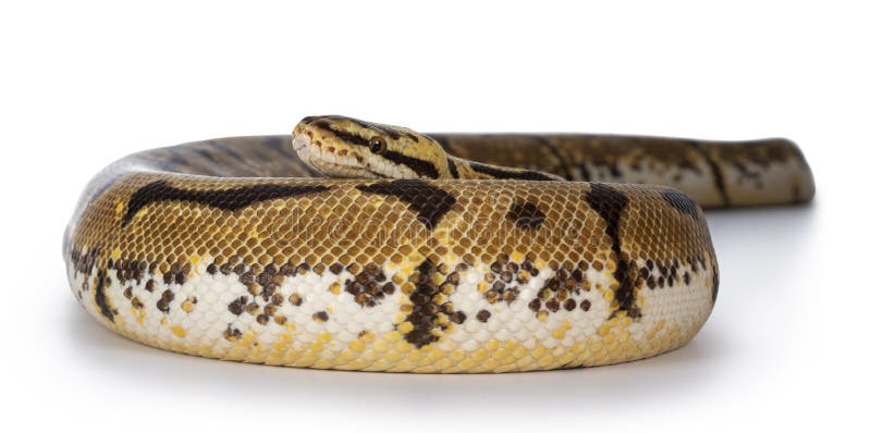 Bumblebee / Pastel Spider Ballpython на белом фоне стоковые фотографии rf