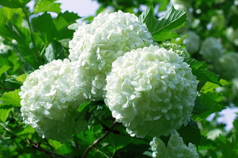 Balls of White Hydrangea Flowers Stock Photo Image of delicate, bloom