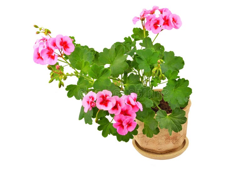 Balmy Geranium flower stock image. Image of botany, crane 120444043
