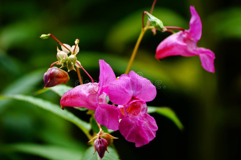 Beautiful and useful plant - impatiens balsamina, commonly known as garden balsam, rose balsam, touch me not or spotted snapweed. Beautiful and useful plant - impatiens balsamina, commonly known as garden balsam, rose balsam, touch me not or spotted snapweed.