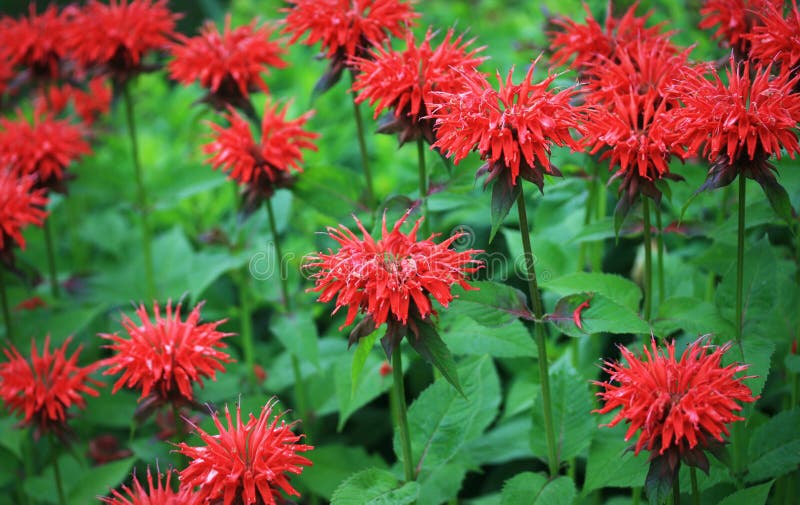 A group of monarda (red bee balm) flowers in the garden. A group of monarda (red bee balm) flowers in the garden.