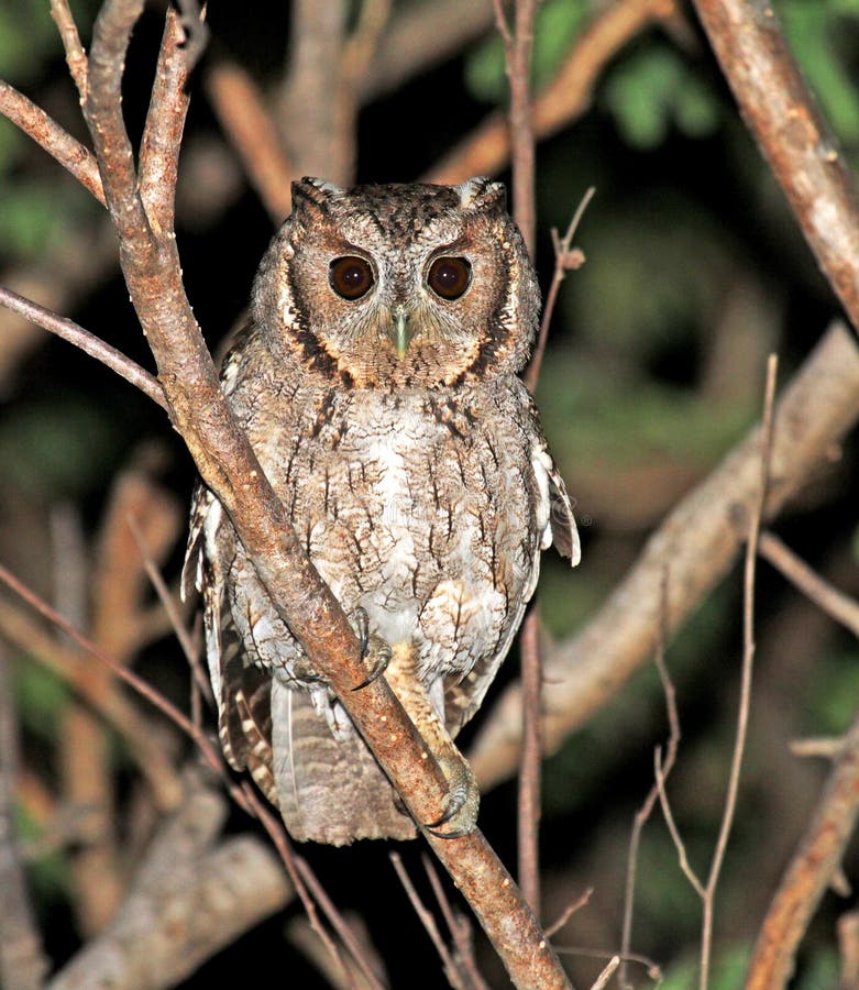 Balsasschreeuwuil, Balsas Screech-Owl, Megascops seductus