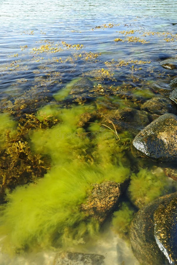 Baltic coast summer algae