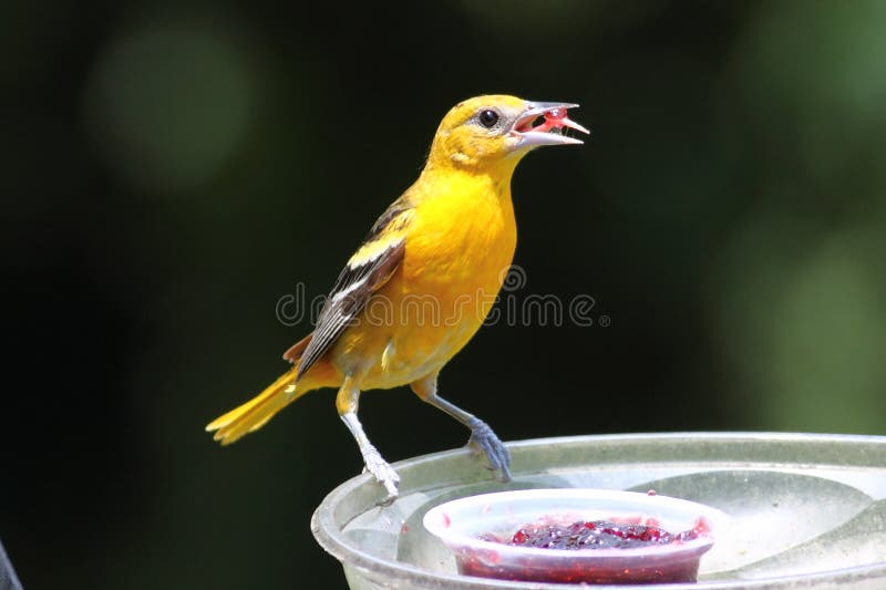 Baltimore Oriole