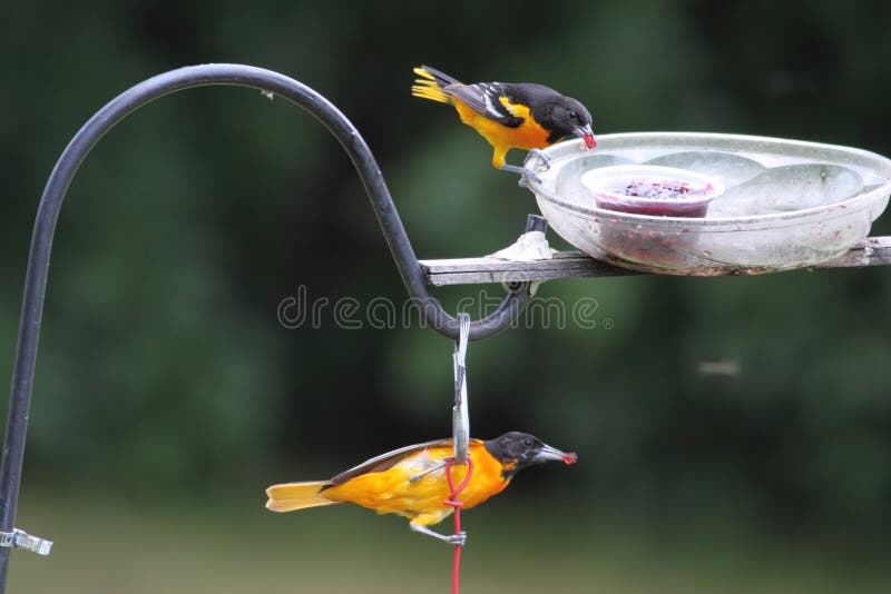 Baltimore Oriole