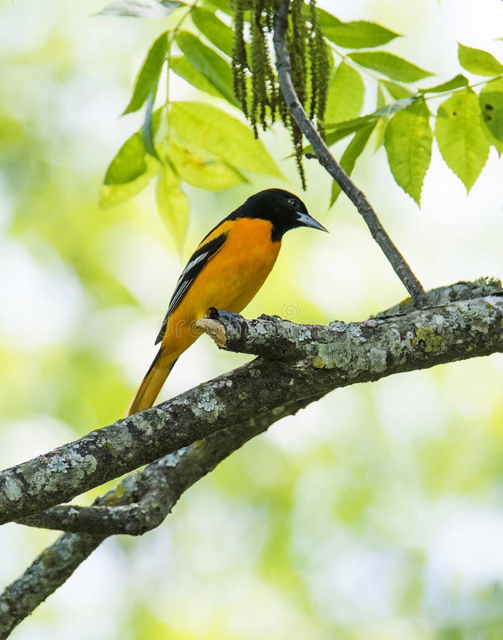 Download Baltimore Oriole On A Branch Stock Image - Image of ...