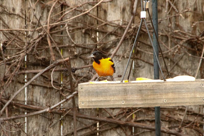 Baltimore Oriole empoleirou-se em um trilho de cerca fotografia de stock Baltimore Oriole empoleirou-se em um trilho de cerca fotografia de stock