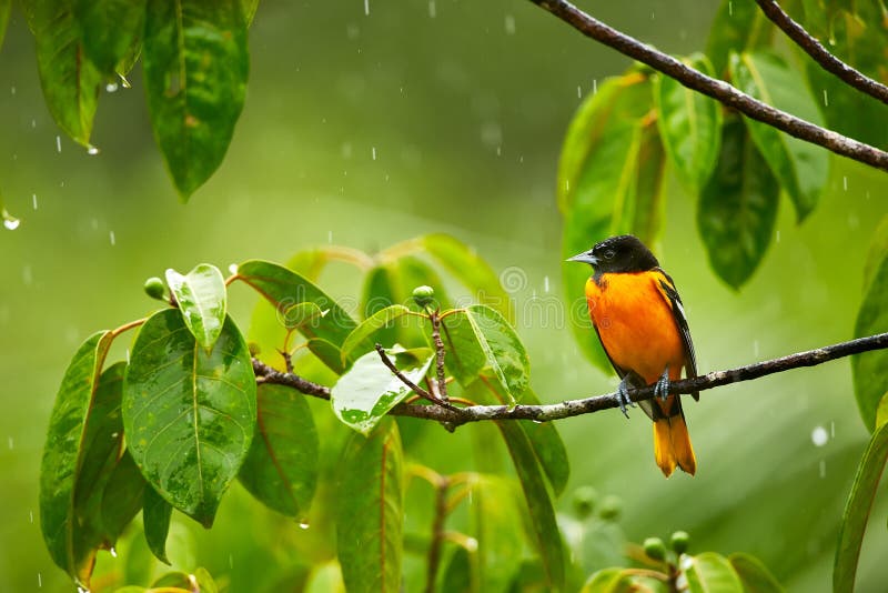 Baltimore Oriole, galbula dell'ittero sul ramo nella pioggia fotografia stock Baltimore Oriole, galbula dell'ittero sul ramo nella pioggia fotografia stock