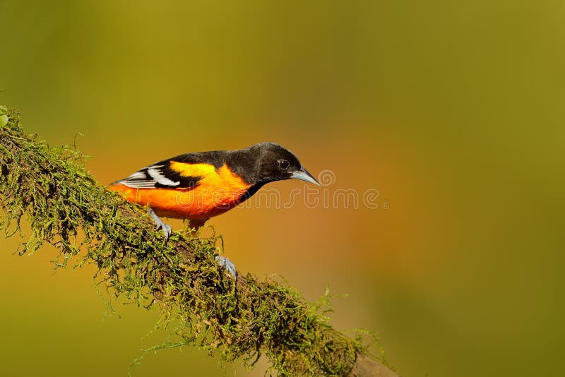 Baltimore Oriole, Icterus galbula, sitting on the orange and green moss branch. Tropic bird in the nature habitat. Widlife in Cost