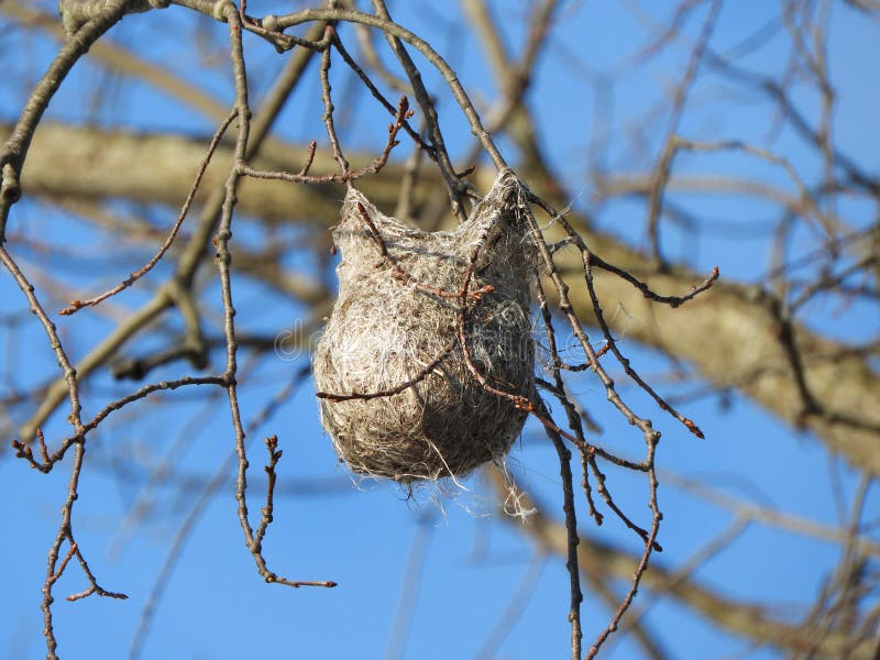 Baltimore Oriole nest anchored in tree