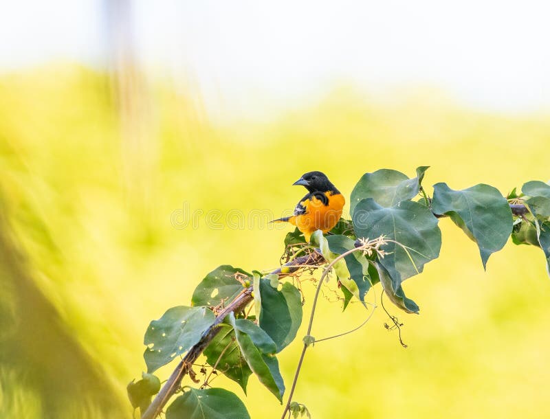Baltimore Oriole Perched on a Tree Stock Photo - Image of animal ...