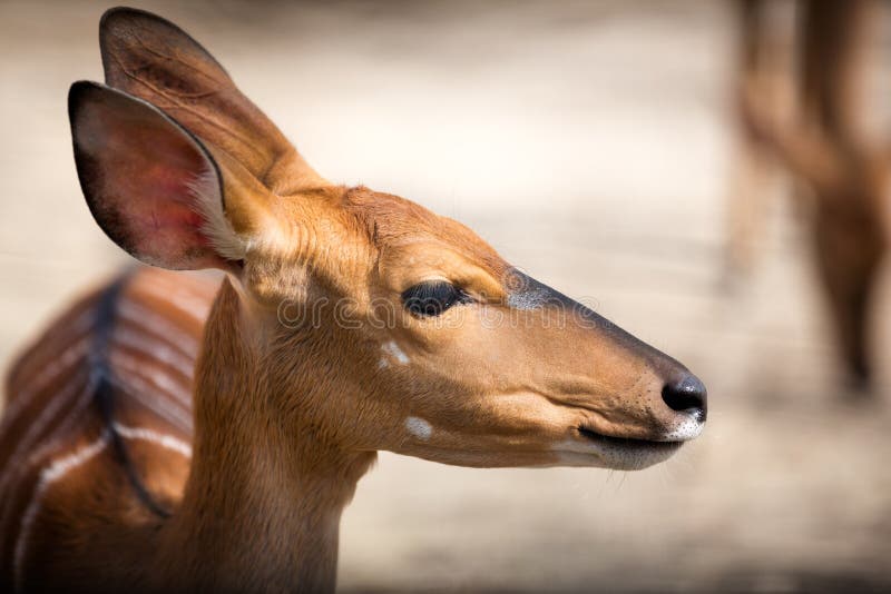 Bambi imagem de stock royalty free Bambi imagem de stock royalty free