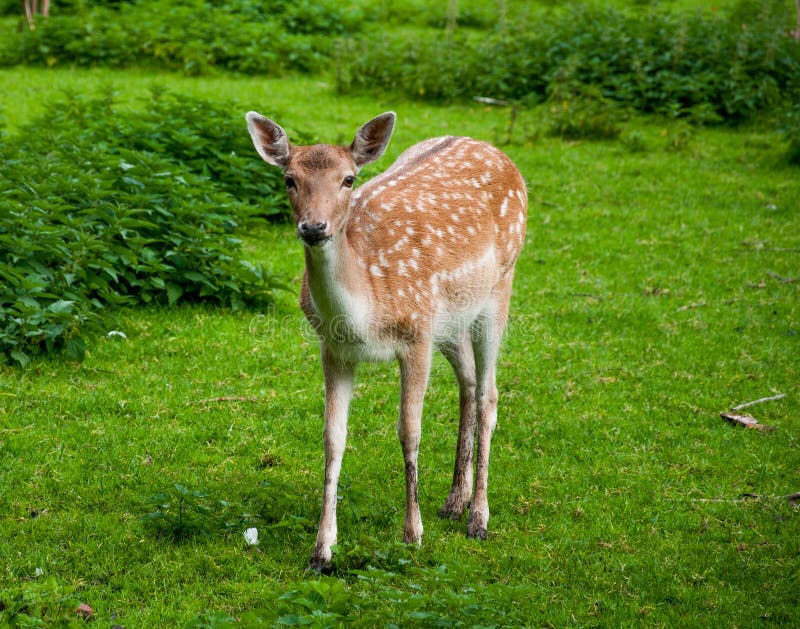 1 211 Bambi Portrait Photos Free Royalty Free Stock Photos From Dreamstime