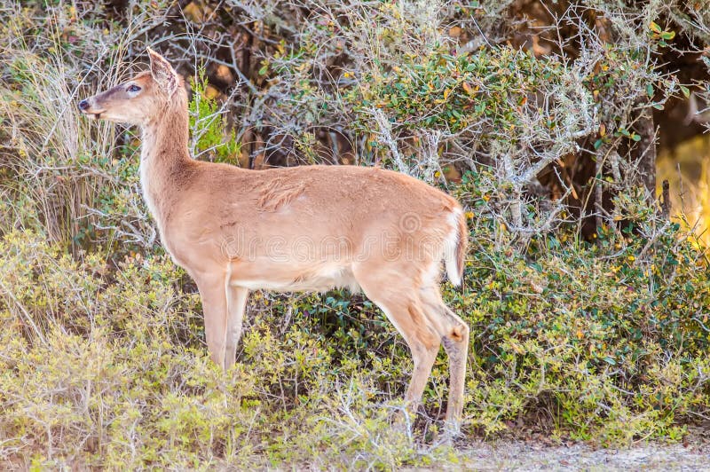 Linda Corça De Cervo De Cauda Branca No Retrato Animal Da Floresta Imagem e  Fotografia Gratuitas 211219795.