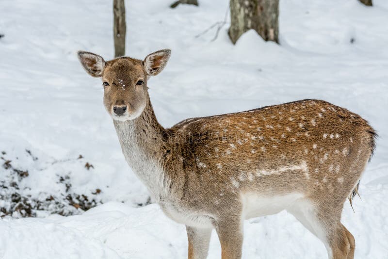 Bambi înflăcărați într-o pădure de zâne plină de zăpadă royalty free stock image